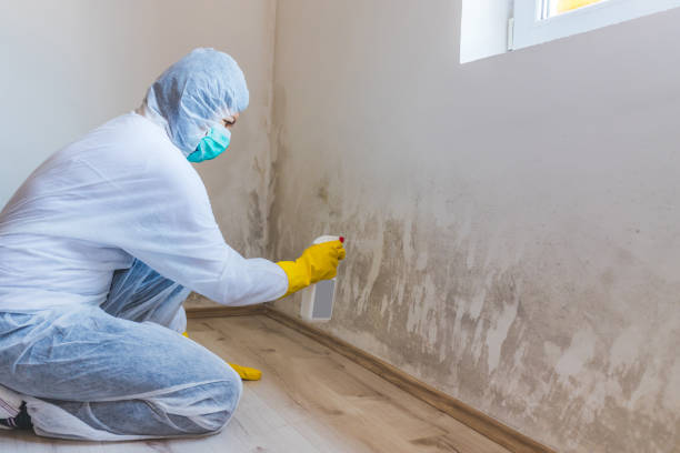 Licensed Mold Removal service in Bailey, NC - Mold Remediation HQ