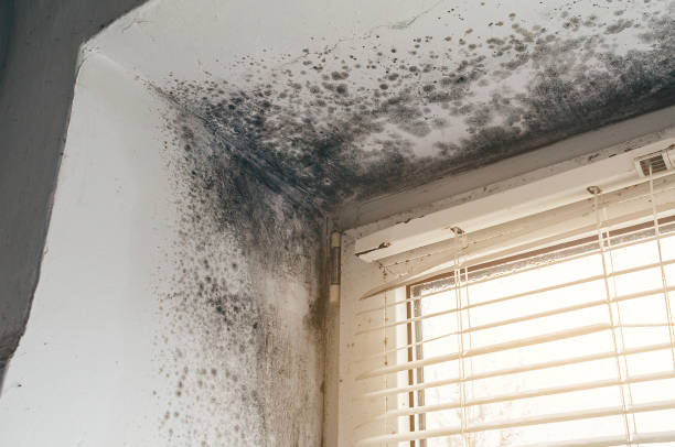Affordable Mold Removal solutions in Bailey, NC