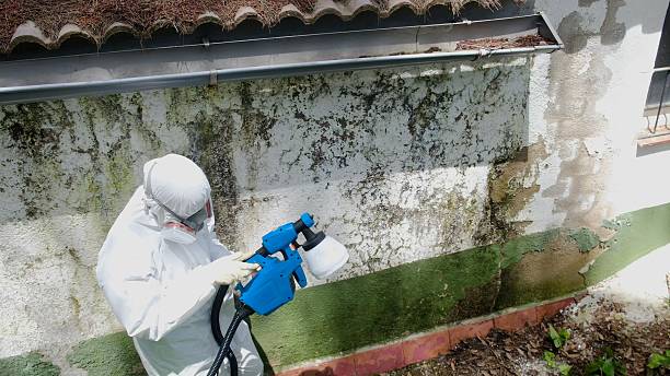 Top rated local Mold Removal specialists in Bailey, NC